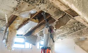 Professional Mold Remediation in Brushy Creek, TX